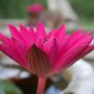 Red Night Water Lily 2 Seeds