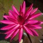 Red Night Water Lily 2 Seeds