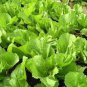Organic Brassica Juncea Coss Vegetable 60 Seeds