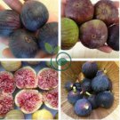 Fracazano Bianco Black Fig Tree 12 Seeds