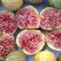 Fracazano Bianco Black Fig Tree 12 Seeds