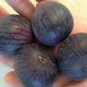 Fracazano Bianco Black Fig Tree 12 Seeds