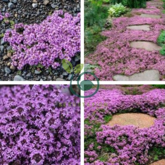 Thymus serpyllum 'Creeping Thyme' Ground Covers 40 Seeds