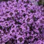 Thymus serpyllum 'Creeping Thyme' Ground Covers 40 Seeds