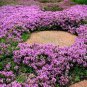 Thymus serpyllum 'Creeping Thyme' Ground Covers 40 Seeds