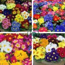 Mixed 9 Types of Evening Primrose 60 Seeds