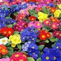 Mixed 9 Types of Evening Primrose 60 Seeds