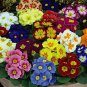 Mixed 9 Types of Evening Primrose 60 Seeds