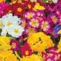 Mixed 9 Types of Evening Primrose 60 Seeds