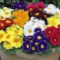 Mixed 9 Types of Evening Primrose 60 Seeds