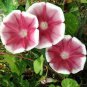 Imported Japan Wine Red Garden Morning Glory 20 Seeds