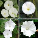 Imported Purely White Morning Glory 20 Seeds