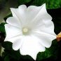 Imported Purely White Morning Glory 20 Seeds