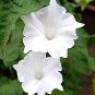 Imported Purely White Morning Glory 20 Seeds