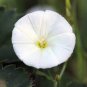 Imported Purely White Morning Glory 20 Seeds