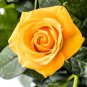 Heirloom Yunnan Yellow Rose Flower Perennial Shrub Plant 100 Seeds