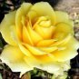 Heirloom Yunnan Yellow Rose Flower Perennial Shrub Plant 100 Seeds