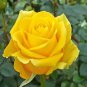Heirloom Yunnan Yellow Rose Flower Perennial Shrub Plant 100 Seeds