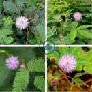 Mimosa Pudica Sensitive Plant Foliage Plant 70 Seeds