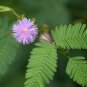 Mimosa Pudica Sensitive Plant Foliage Plant 70 Seeds
