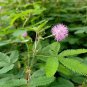Mimosa Pudica Sensitive Plant Foliage Plant 70 Seeds