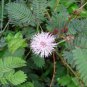 Mimosa Pudica Sensitive Plant Foliage Plant 70 Seeds