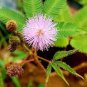 Mimosa Pudica Sensitive Plant Foliage Plant 70 Seeds