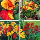 Imported Mixed 5 Types of Canna Flowers 10 Seeds