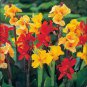 Imported Mixed 5 Types of Canna Flowers 10 Seeds