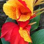 Imported Mixed 5 Types of Canna Flowers 10 Seeds