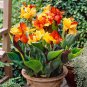 Imported Mixed 5 Types of Canna Flowers 10 Seeds