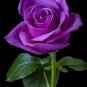Rare 'Spring Sunshine' Purple Rose Flowers 100 Seeds