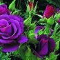 Rare 'Spring Sunshine' Purple Rose Flowers 100 Seeds