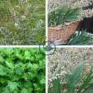 Heriloom Herbs Plant Mugwort 200 Seeds