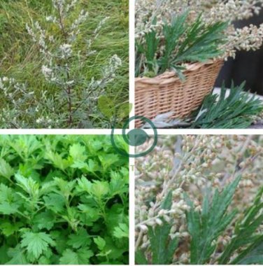 Heriloom Herbs Plant Mugwort 200 Seeds