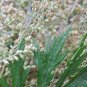 Heriloom Herbs Plant Mugwort 200 Seeds
