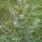 Heriloom Herbs Plant Mugwort 200 Seeds