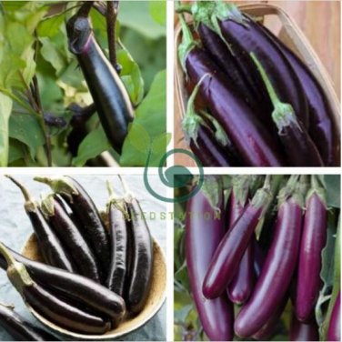 Japanese Black Long Eggplant 2000 Seeds