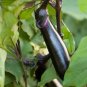 Japanese Black Long Eggplant 2000 Seeds