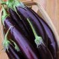 Japanese Black Long Eggplant 2000 Seeds