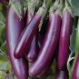 Japanese Black Long Eggplant 2000 Seeds
