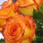 Rose Red Yellow Rose Plant 100 Seeds