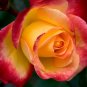 Rose Red Yellow Rose Plant 100 Seeds