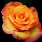 Rose Red Yellow Rose Plant 100 Seeds