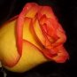 Rose Red Yellow Rose Plant 100 Seeds