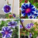 Imported Japan 'Fan' Blue White Morning Glory Hybrid 60 Seeds