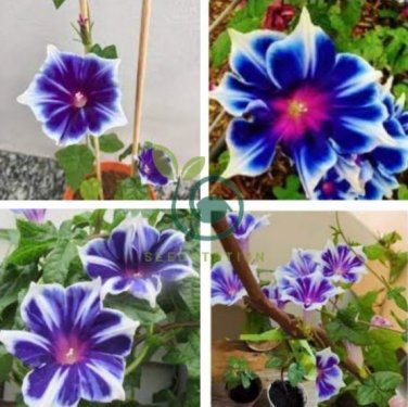 Imported Japan 'Fan' Blue White Morning Glory Hybrid 60 Seeds