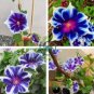 Imported Japan 'Fan' Blue White Morning Glory Hybrid 60 Seeds