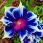 Imported Japan 'Fan' Blue White Morning Glory Hybrid 60 Seeds
