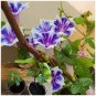 Imported Japan 'Fan' Blue White Morning Glory Hybrid 60 Seeds